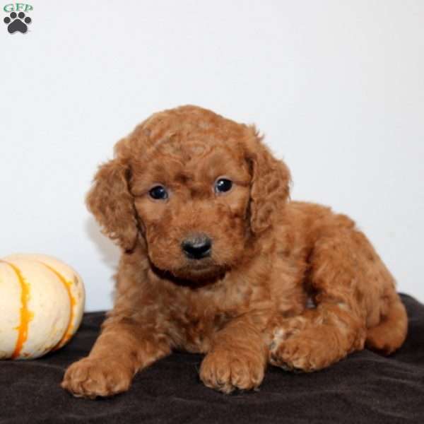 Cedric, Mini Goldendoodle Puppy